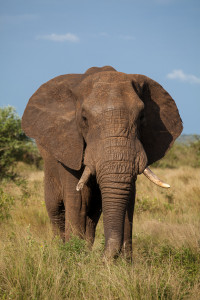 Safari Krüger Nationalpark Elefant