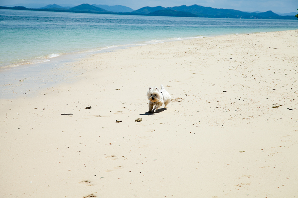 Hund Strand Thailand