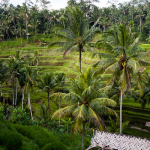 Paddy Fields Tegallalang