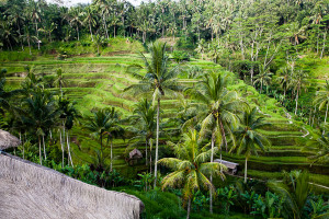 Reisterrassen Bali Ubud