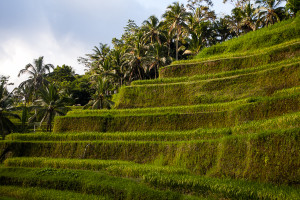 Reisterrassen Bali