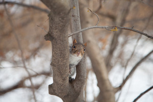 Eichhörnchen Schnee Central Park