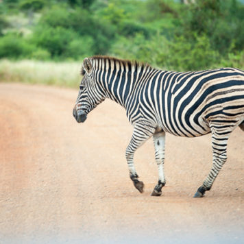 Safri Krüger Nationalpark Südafrika