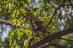 Koala Baby