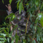 Koala Baby Lone Pine Koala Sanctuary Brisbane