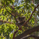 Koala im Koala Hospital Krankenhaus in Port Macquarie