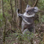 Koala freie Wildbahn Victoria Australien Ostküste