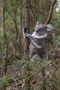 Koala freie Wildbahn