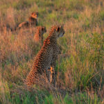 Safari im Kruger-Nationalpark