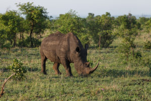 Nashorn im Kruger-Nationalpark