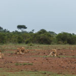 Safari Impressionen