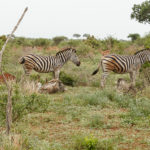 Südafrika Tiere