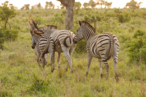 Zebras im Kruger-Nationalpark