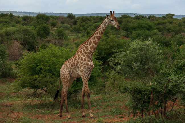 Giraffe im Kruger-Nationalpark