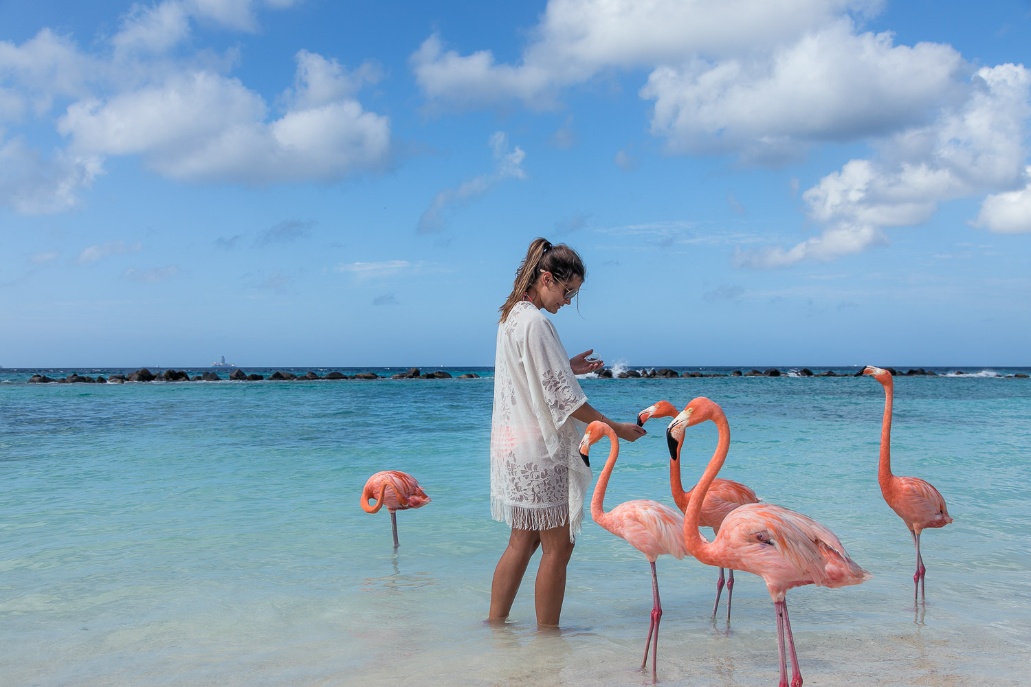 Flamingos am Strand Aruba Karibik