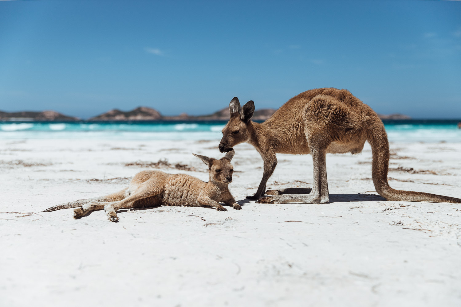Australiens Tierwelt ist ein Traum!