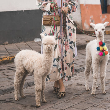 Baby Alpakas in Cusco Peru