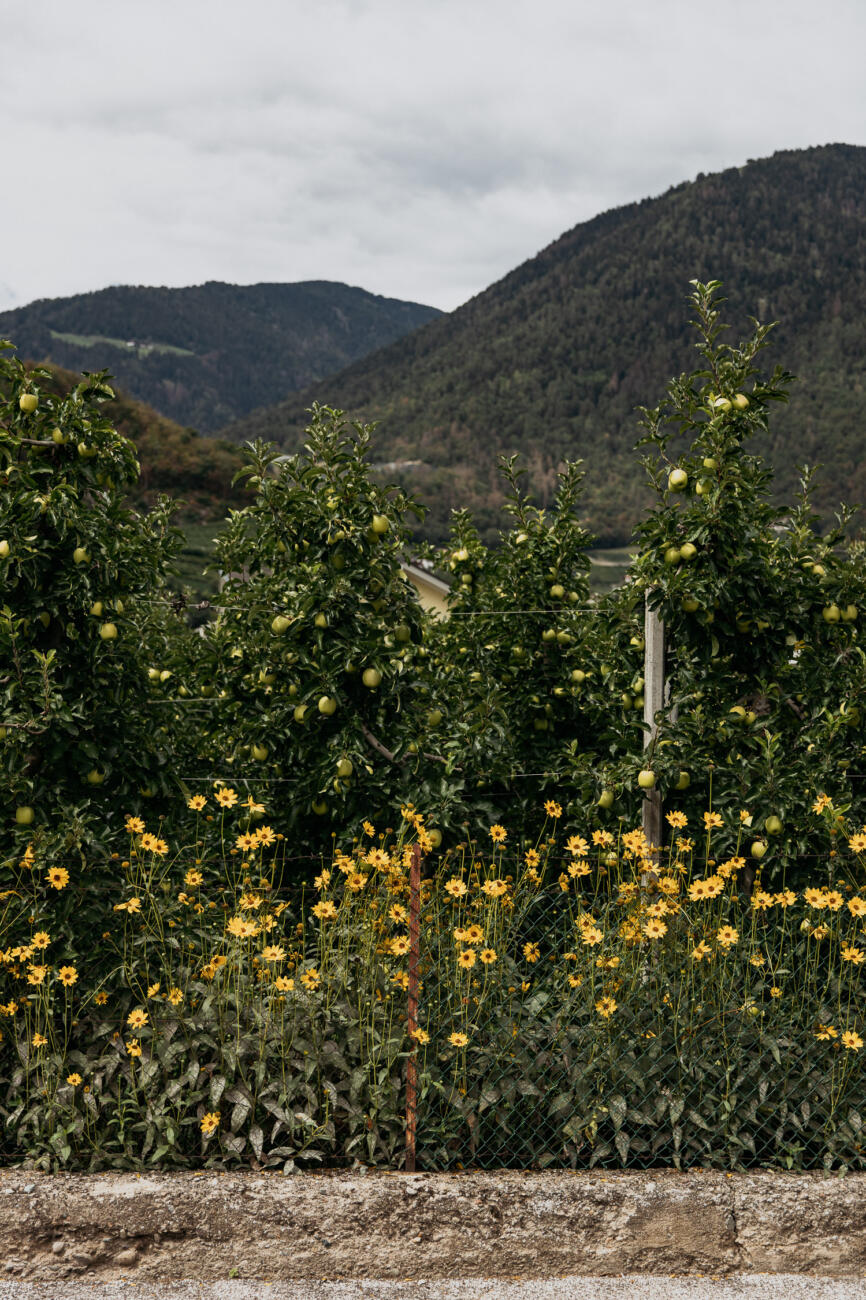 Tipps für die Region Lana Hotels, Wanderungen und Ausflüge Josie Loves